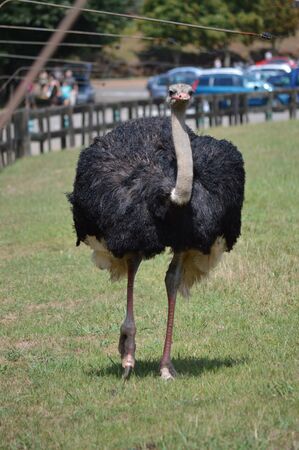Portrait Of An Ostrich The Natural Park Of Cabarceno Old Mine For Iron Extraction. August 25, 2013. Cabarceno, Cantabria. Holidays Nature Street Photography Animals Wildlifeの写真素材