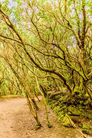 Paradisiac and idyllic forest of Laurisilva Monteverde in the roadside ditches on the path of the senses. April 11, 2019. Vega De Las Mercedes Santa Cruz De Tenerife Spain Africa. Travel Tourism Street Photography.の写真素材