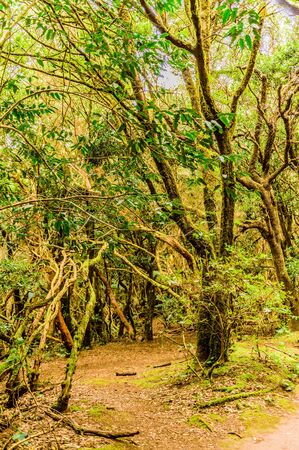 Leafy And Green Forest Of Laurisilva Trees On The Path Of The Senses. April 11, 2019. Vega De Las Mercedes Santa Cruz De Tenerife Spain Africa. Travel Tourism Street Photography.の写真素材