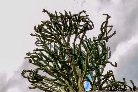 Beautiful Cactus With Its Curly Branches On La Gomera. April 15, 2019. La Gomera, Santa Cruz de Tenerife Spain Africa. Travel Tourism Photography Nature.の写真素材