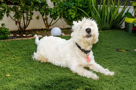 West Highland White Terrier Westy Lying On The Grass Howling. August 28, 2019. Madrid. Spain. Animals, Dog.の写真素材