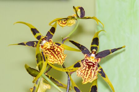 Orchid flower Odontoglossum Luteopurpureum Lindl.の写真素材
