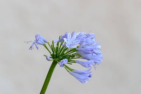 Beautiful blue cornflower flower slowly losing its petals in summer. July 23, 2019. Hita Guadalajara Castilla La Mancha. Spain. Travel Tourism Holidaysの写真素材