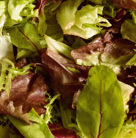 Fresh Rucula and Green Lettuce Saladの写真素材