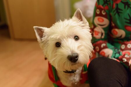 West Highland White Terrier Dressed As An Elf.の写真素材