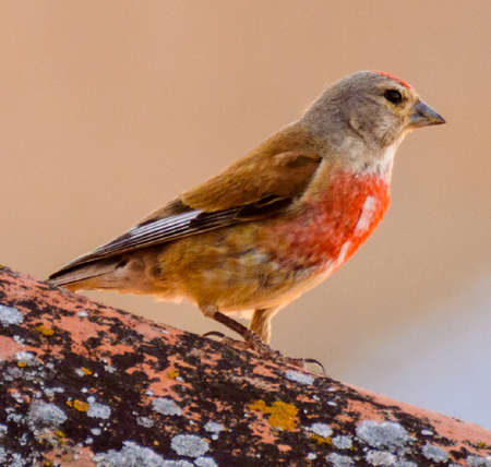 Portrait Of A Male Sparrow With Chest And Red Crown On The Roof Tile At Hita. July 23, 2019. Hita Guadalajara Castilla La Mancha. Spain. Travel Tourism Holidaysのeditorial素材