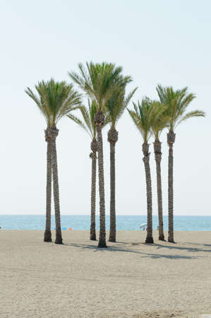 Oasis of a large group of palm trees on the beach of Roquetas de Mar. August 14, 2019. Roquetas de Mar Almeria. Spain. Travel Tourism Holidaysのeditorial素材