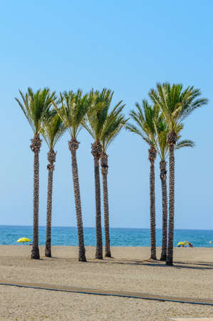 Oasis of a large group of palm trees on the beach of Roquetas de Mar. August 14, 2019. Roquetas de Mar Almeria. Spain. Travel Tourism Holidaysのeditorial素材