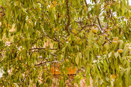 Nice Almond Tree Packed With Fruit In Hita. July 23, 2019. Hita Guadalajara Castilla La Mancha. Spain. Travel Tourism Holidaysのeditorial素材