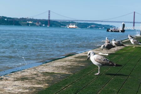 Seagulls by the seaの写真素材