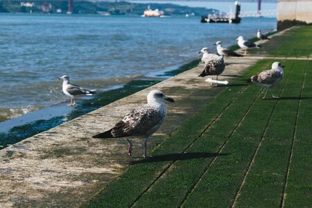 Seagulls by the seaの写真素材
