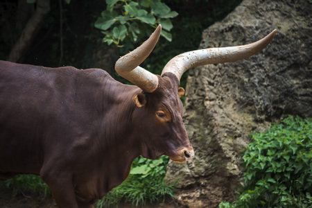 Profile portrait of a brown bull with big horns in its natural environmentの写真素材