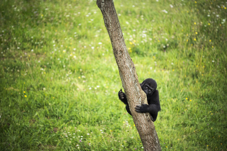 Young gorilla clinging to the trunk of a tree with a green field background