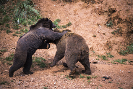 Two bears fighting in a forest glade