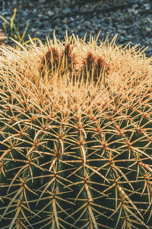 Vertical closeup of a Golden Barrel cactus with spike thorns in a desert garden, Echinocactus Grusonii, copy space for textの写真素材