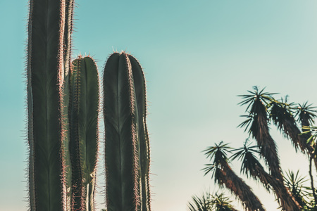 three green cactus on turquoise blue sky background, there are also some palm trees out of focus, copy space for textの写真素材