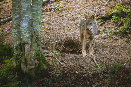 young wolf in the forest, is looking at something between the treesの写真素材