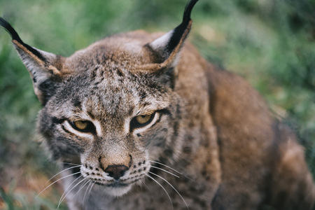 portrait of a lynx looking menacingly at camera, brown fur contrasts with green unfocused forest backgroundの写真素材