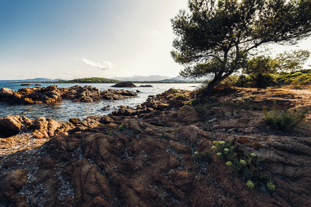 Rocky beach with a pine, Cala Brandinchi, Sardinia, Italyの写真素材