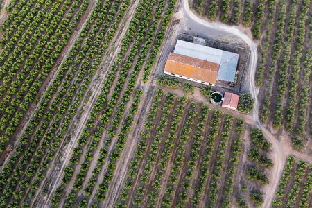 top view of a farm and its plantation, field background agricultural industry aerial viewの写真素材