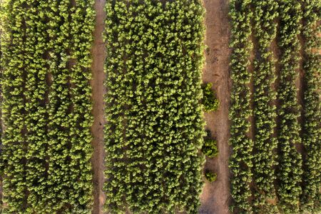top view of a perfectly aligned farm fruit trees plantation, green field background agricultural industry aerial viewの写真素材