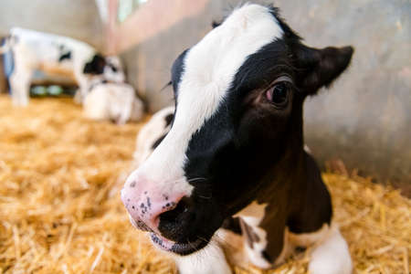 portrait of a young black and white calf at dairy farm, newborn baby cow looking to the camera, concept of rural life and farm animalsの写真素材