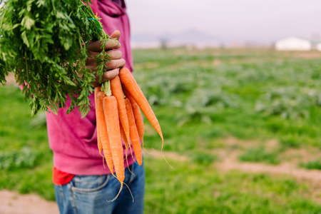 A unrecognizable farmer showing a bundle of carrotsの写真素材