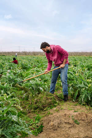 A farmer working the land in a farm field planted with artichoke plants