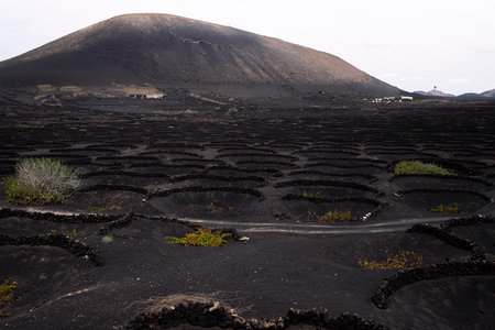 vines growing in pit against high dry mountainsの写真素材
