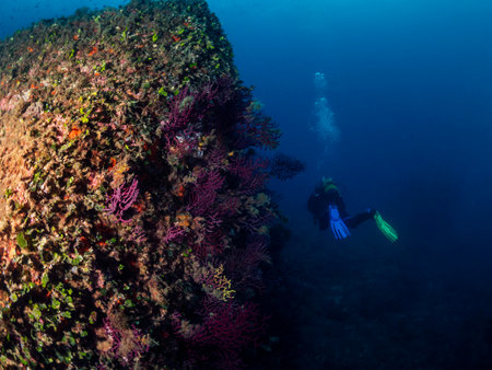 scuba diver diving near rocks with colorful coralの写真素材