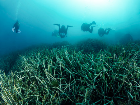 group of scuba divers diving over green seaweed