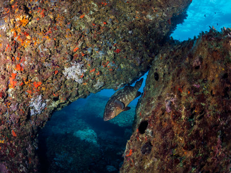 big fish swimming near rocks with colorful coral