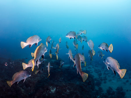 school fish swimming together in deep blue seaの写真素材