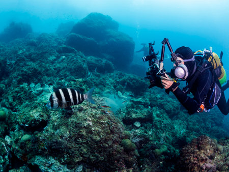 scuba diver taking picture of striped fishの写真素材