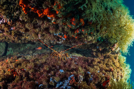 lobster sitting on cave on reef covered with coralの写真素材