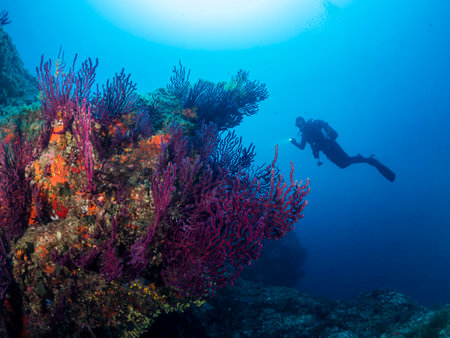 man diving in the ocean next to a coral reefの写真素材