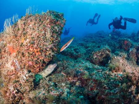 moray fish observes a group of divers diving