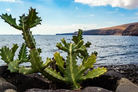 small plant emerging among the stones, from a rocky beach of lanzarote, its green color stands out with the blue of the sky and the sea and the cliffs in the backgroundの写真素材