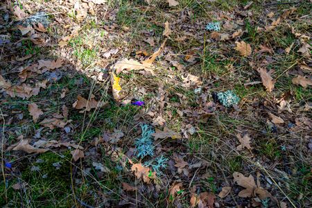 photograph of a soil full of oak leaves and some lichen that indicates that autumn has arrived and that the cold is on the wayの写真素材