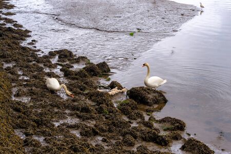 a pair of swans in the estuary accompany their chicks to search for food among the algaeの写真素材