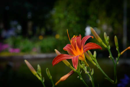 urban flower showing its orange petals and stamens fully open on a beautiful green backgroundの写真素材