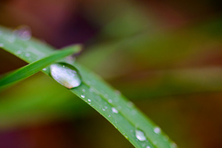 blurred raindrop on grass bladeの写真素材