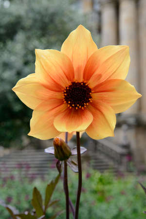 photograph of a yellow flower in the middle of the citの写真素材
