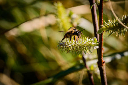 macro photography of a wasp perched on a flower on a green backgroundの写真素材