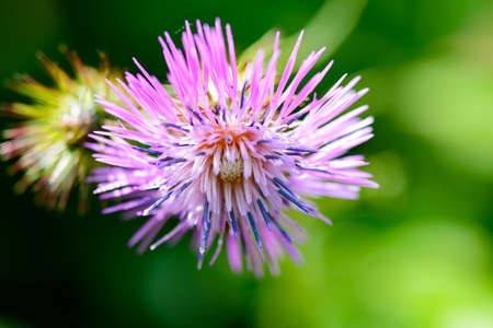 macro photography of a purple thistle flowerの写真素材