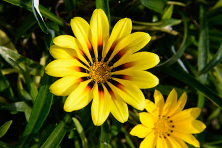 macro photography of 2 yellow flowers on a green backgroundの写真素材