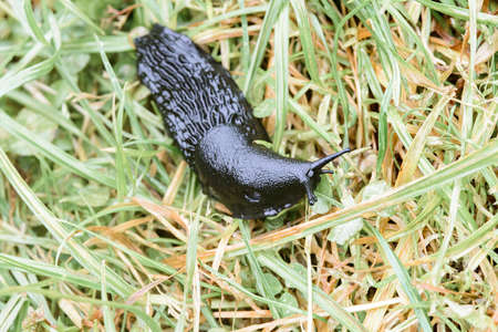 macro photograph of a huge slug, Arion ater, black in color and an interesting textureの写真素材