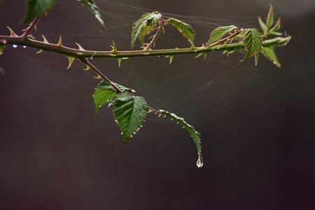 bramble branch full of leaves in which there are countless threads of spider webs in addition to a drop of water about to fall from the tip of the last leafの写真素材