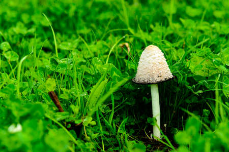 Macro photography of a lepiota where the texture of its hat and how its scales peek out in a very interesting wayの写真素材