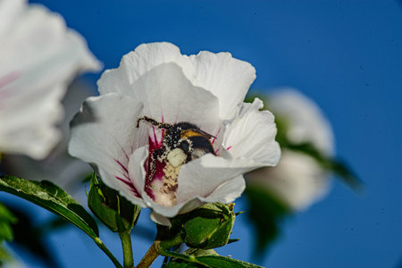 pollen collectorの写真素材